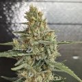 thumb of Jack Herer by WeedSeedsExpress grown by Theia